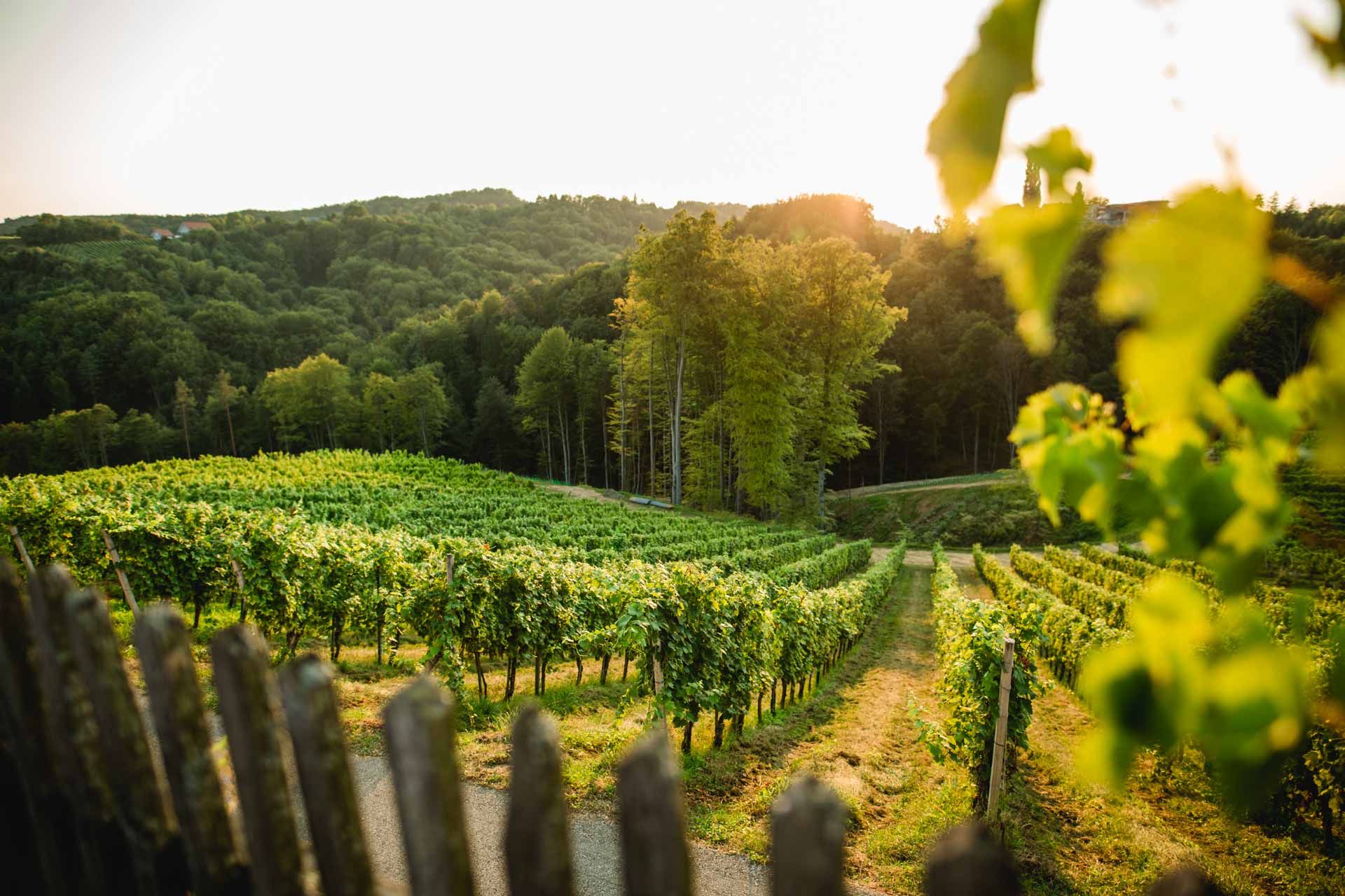 Urlaub Weingut Pongratz